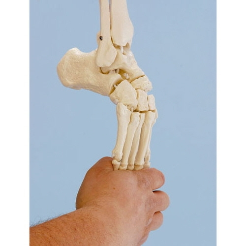 [ZIMMER] 독일제 족부 골격 모형 경골 비골 일부 포함 실물 크기-CU메디칼