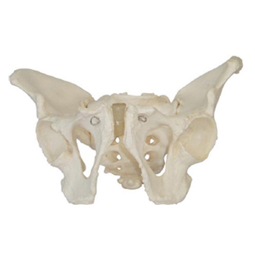[Xincheng Scientific] 4D 아나토미 남성골반모형 인체모형 XC-123(25*18*17cm)-CU메디칼