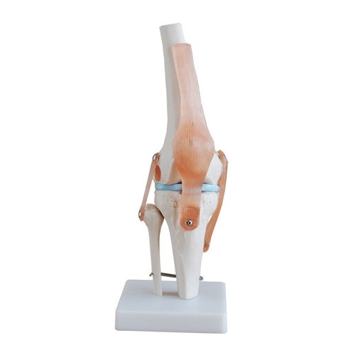 [Xincheng Scientific] 4D 아나토미 무릎관절 인체모형 XC-111(17*14.5*29.5cm)-CU메디칼