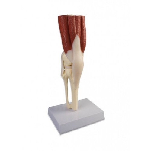 [ZIMMER] 독일제 무릎 관절 모형 인대 및 근육 포함/스탠드 포함 실물 크기-CU메디칼