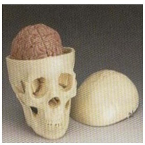 [8A]GD0103A/두개골/8부분 분리 뇌모형 포함-CU메디칼