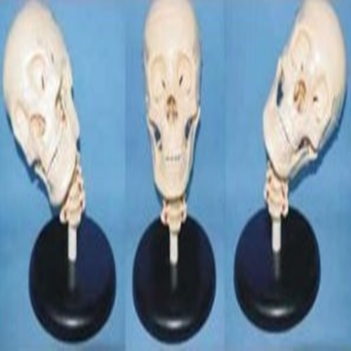 [8A]GD0130B022/경추포함 두개골모형-CU메디칼
