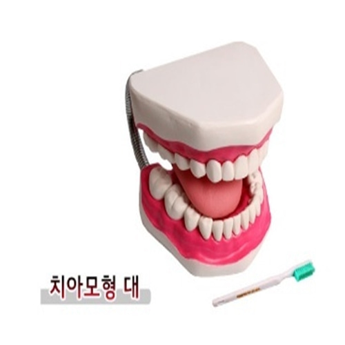 [GD]GD 치아모형(대)/칫솔포함-CU메디칼