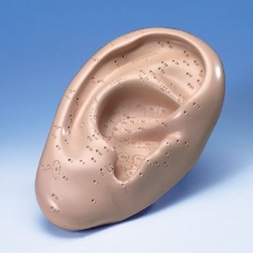 [3B] 귀의 혈점 모형(N10)/인체모형/인체해부모형/인체해부도/-CU메디칼