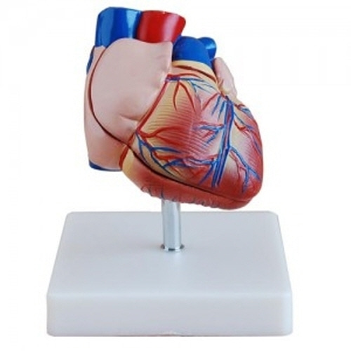 [MIRAE MED] 심장모형(xc-307B)/인체모형/인체해부모형/인체해부도/-CU메디칼