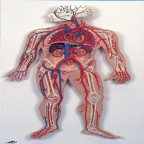[3B] 혈관순환계모형(G30)/인체모형/인체해부도/인체해부모형/-CU메디칼