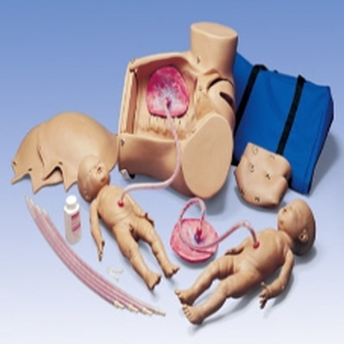 [3B] 출산실습모형(W45025)/임신,출산모형/인체모형/인체해부모형/인체해부도/-CU메디칼