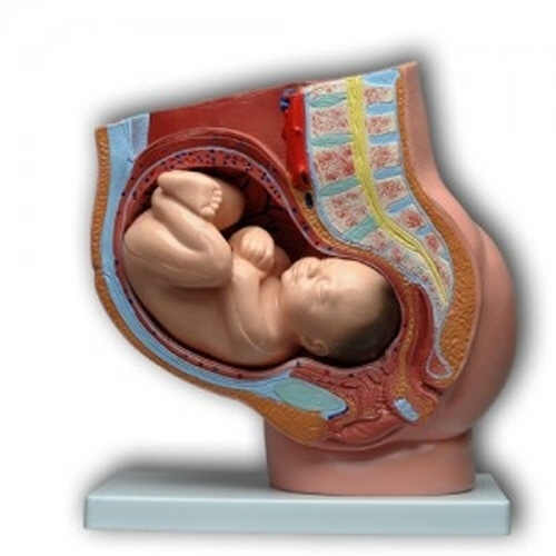[kang Ren] 임신태아모형(xc-332B)/인체모형/인체해부모형/인체해부도/-CU메디칼