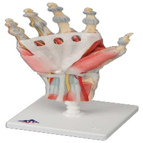 [3B] 손근육인대골격모형(M33/1)/인체모형/인체해부모형/인체해부도/-CU메디칼
