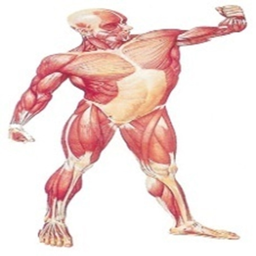 [3B] (V2003)전신근육차트/근육,골격차트/인체해부도/인체해부모형/인체모형/-CU메디칼