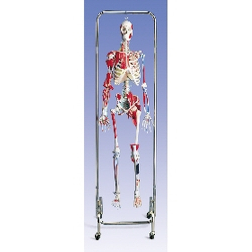 [3B] 의학치료전신골격모형 W47001/인체모형/인체해부도/인체해부모형/-CU메디칼