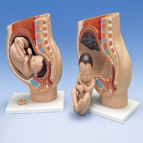 [3B] 3분리임신골반모형(L20)/인체모형/인체해부모형/인체해부도/-CU메디칼